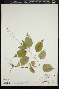 Circaea canadensis image