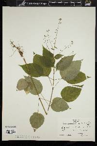 Circaea canadensis image