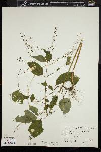 Circaea canadensis image