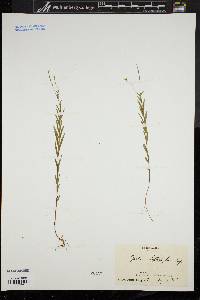 Epilobium leptophyllum image