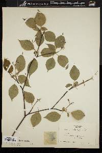 Cornus alternifolia image