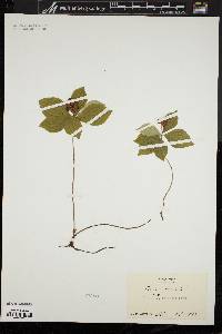 Cornus canadensis image