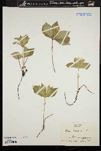 Cornus canadensis image