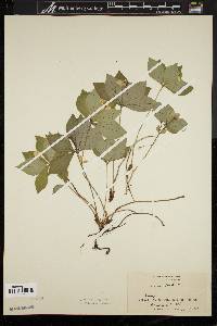 Cornus canadensis image