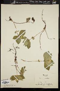 Cornus canadensis image