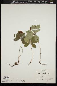 Cornus canadensis image