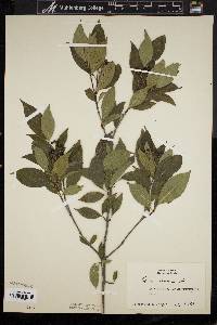 Cornus racemosa image