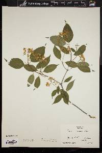 Cornus racemosa image