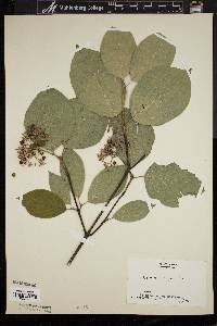 Cornus rugosa image