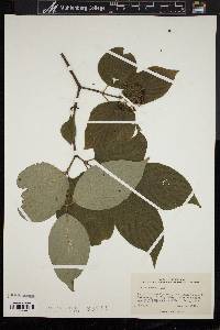 Cornus rugosa image
