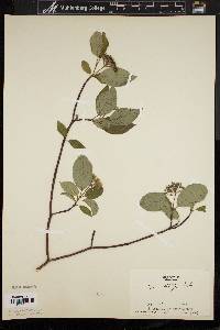 Cornus sericea subsp. sericea image