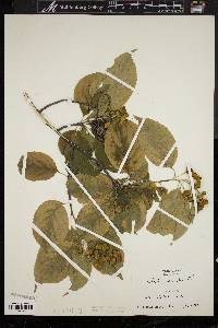 Celastrus scandens image