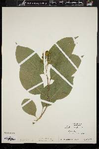 Celastrus scandens image