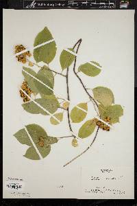 Celastrus scandens image