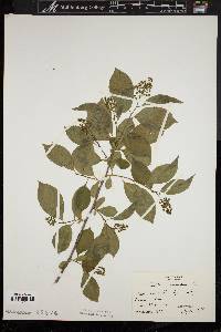 Celastrus scandens image