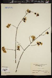 Celastrus scandens image