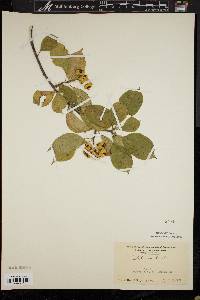 Celastrus scandens image