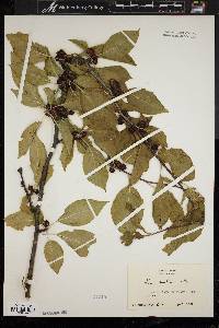 Ilex montana image