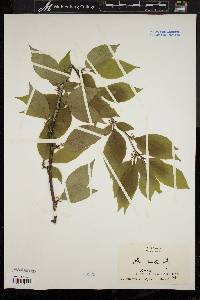 Ilex montana image