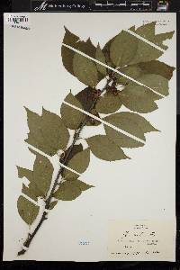 Ilex montana image