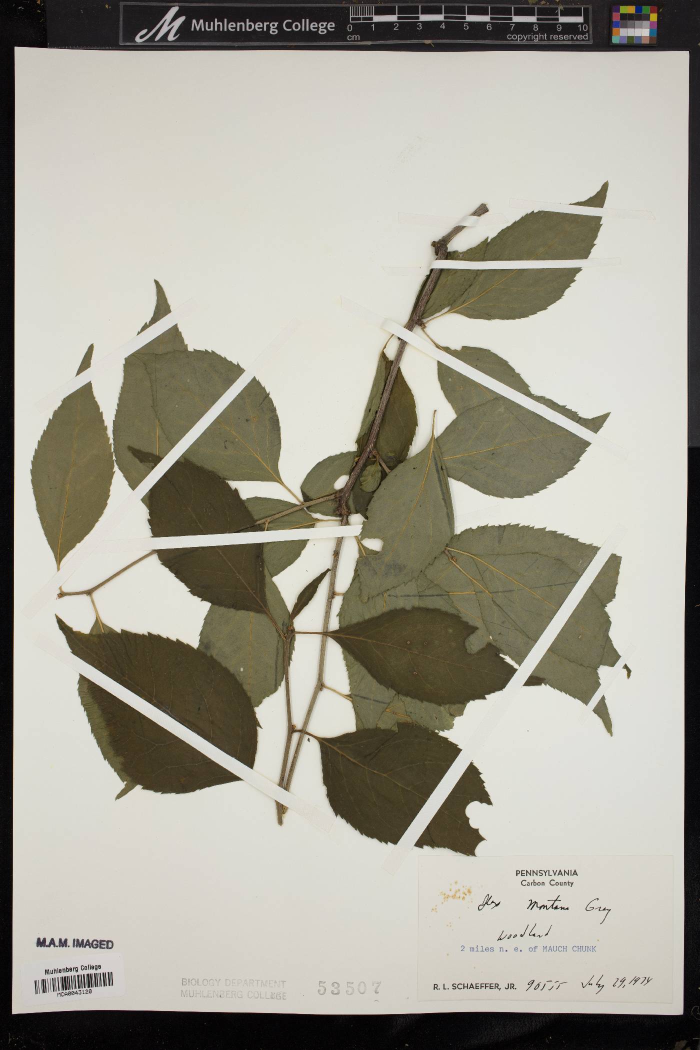 Ilex montana image
