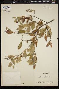 Ilex montana image