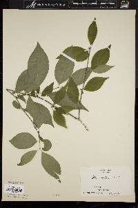 Ilex montana image