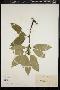 Ilex montana image