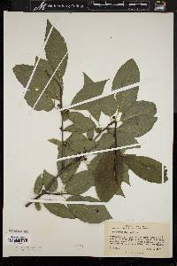 Ilex montana image