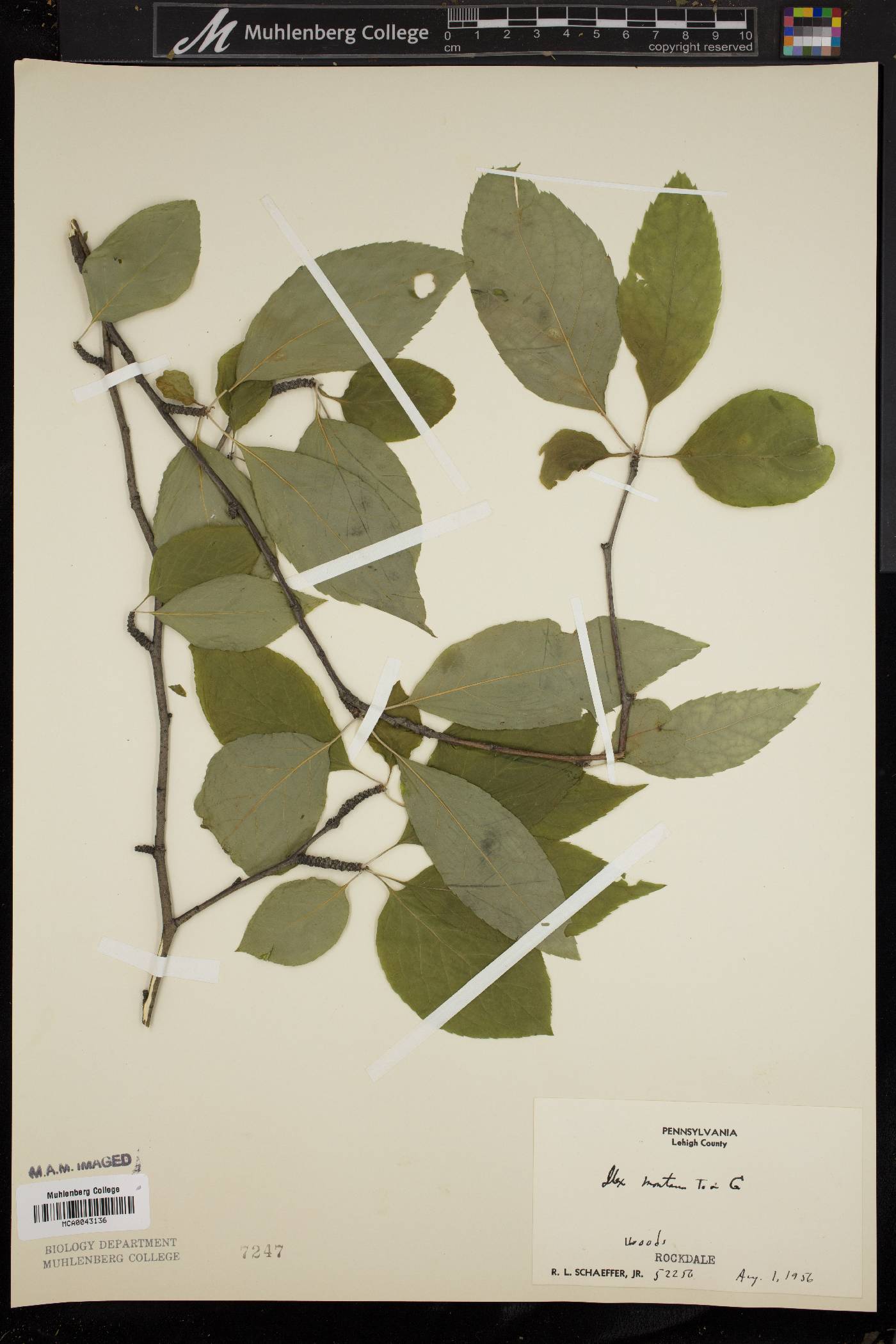 Ilex montana image