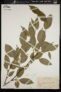 Ilex montana image