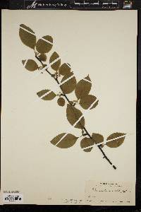 Ilex montana image