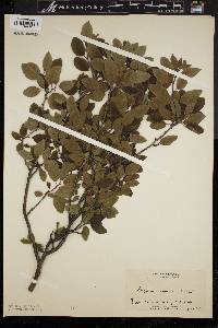 Ilex mucronata image