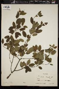 Ilex mucronata image