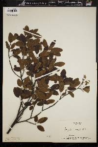 Ilex mucronata image