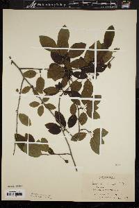 Ilex mucronata image