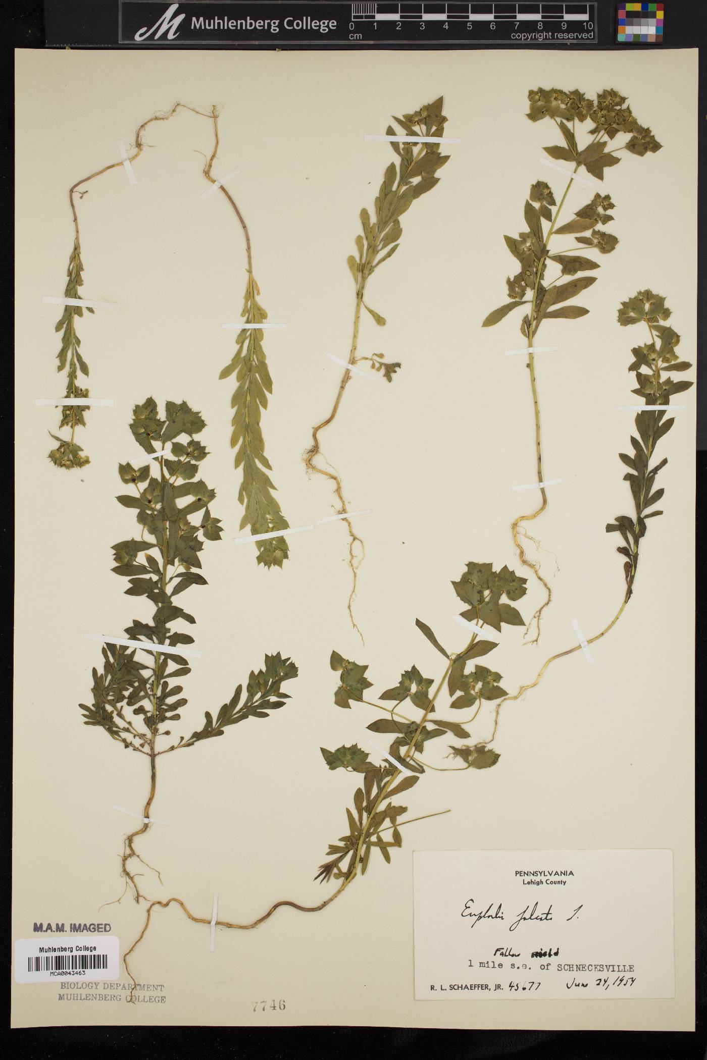 Euphorbia falcata image