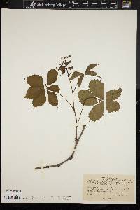 Parthenocissus quinquefolia f. hirsuta image