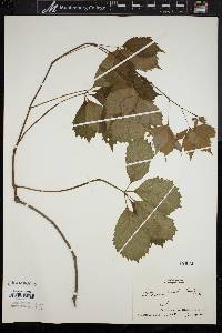 Parthenocissus inserta image