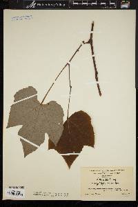 Vitis aestivalis var. argentifolia image