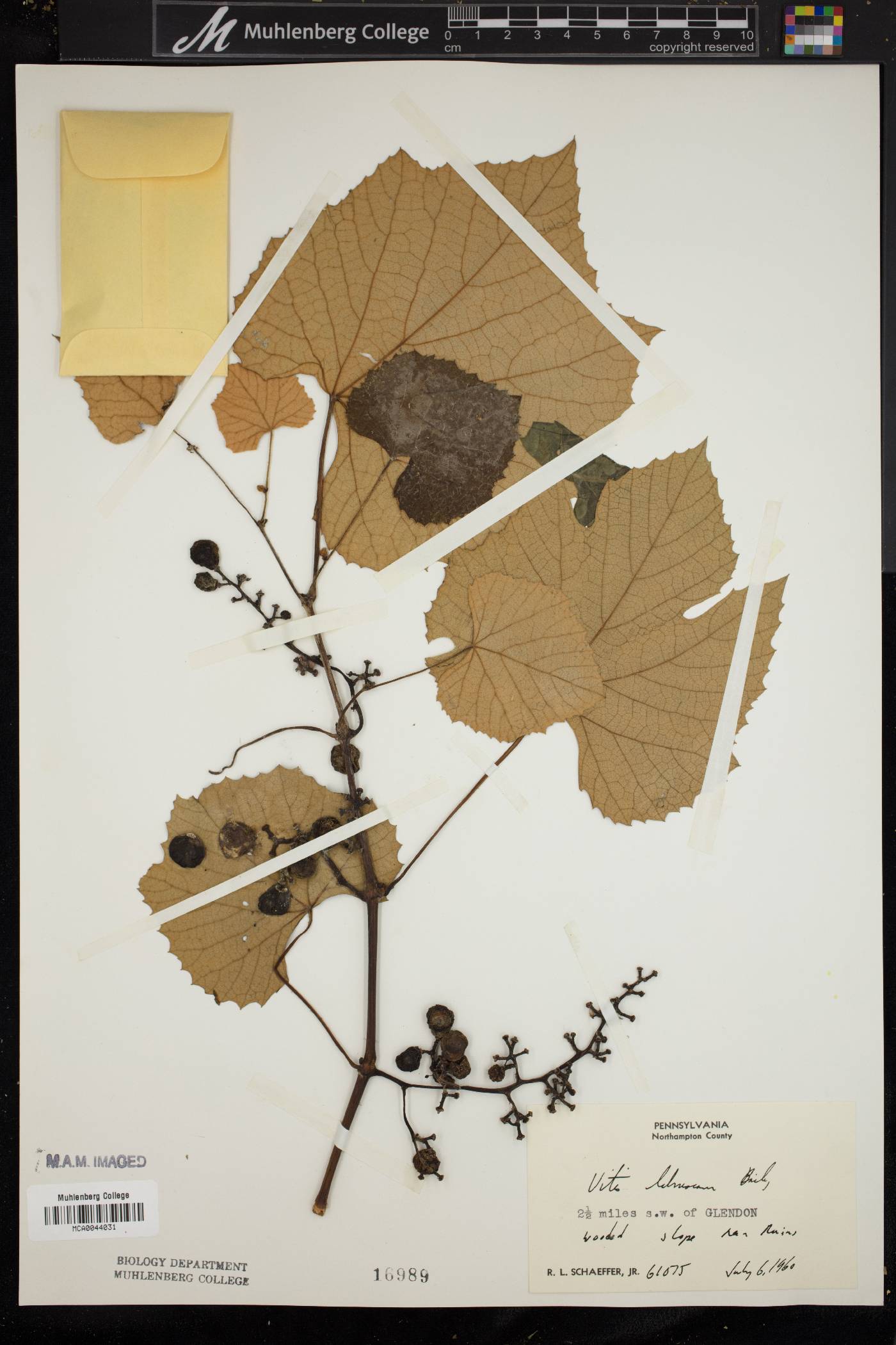 Vitis labruscana image