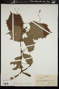 Vitis vulpina image