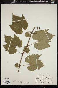 Vitis riparia image