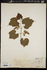 Vitis riparia image