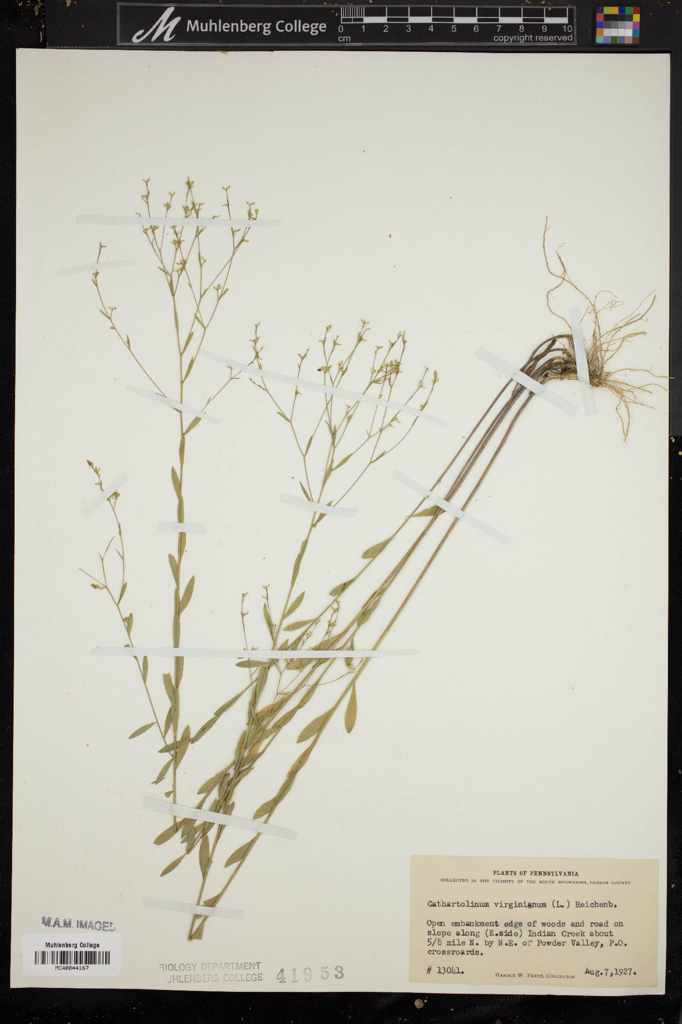 Linum virginianum image