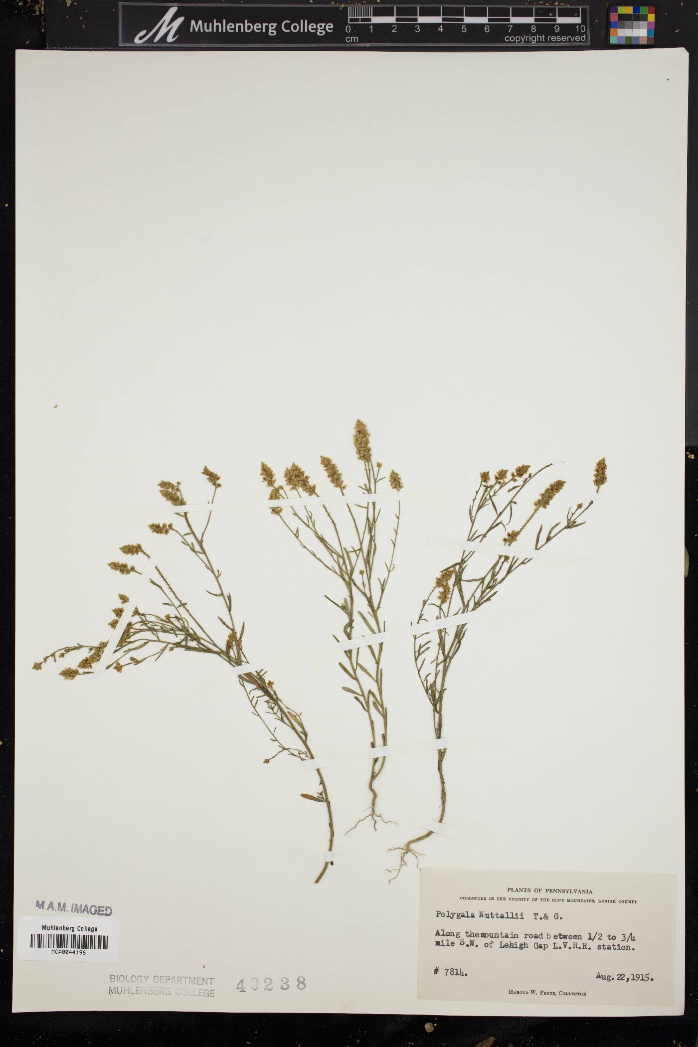 Polygala nuttallii image