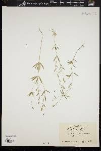 Polygala verticillata image