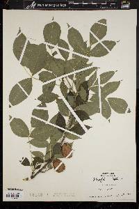 Staphylea trifolia image