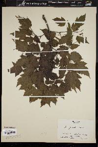 Acer ginnala image