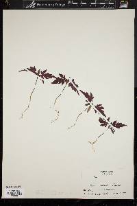 Acer palmatum image